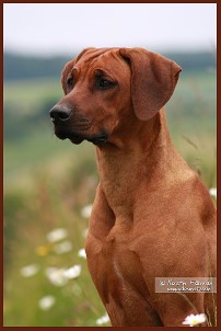 Rhodesian Ridgebacks