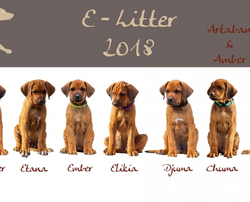 Rhodianreds E-Wurf 2018