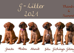 G-Wurf Rhodesian Ridgeback Zucht