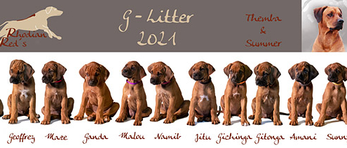 G-Wurf Rhodesian Ridgeback Zucht