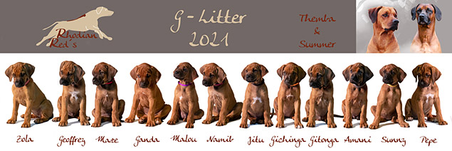 G-Wurf Rhodesian Ridgeback Zucht