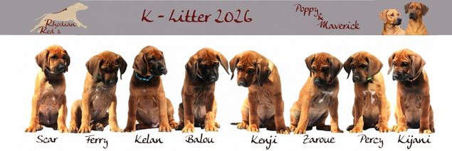 Startseite 635 K - Litter 2026 (635 x 212 px)