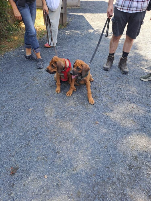 Zaroue (95)