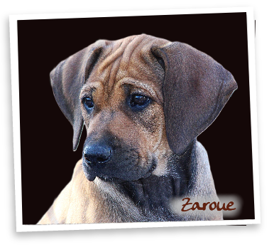 Zaroue Rhodesian Ridgeback Zucht