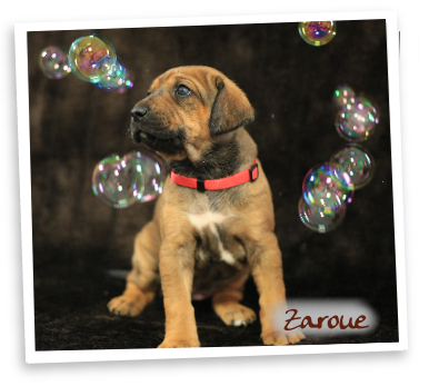 Zaroue Rhodesian Ridgeback Zucht