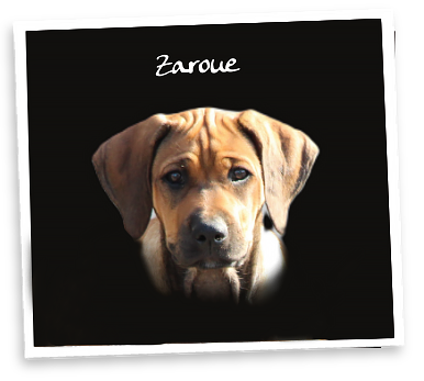 Zaroue Rhodesian Ridgeback Zucht