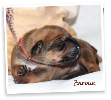 Zaroue Rhodesian Ridgeback Zucht